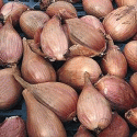 french-shallot-longor-1325536290-loopthumbgif