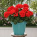 geranium-moulin-rouge-1325884575-loopthumbjpg