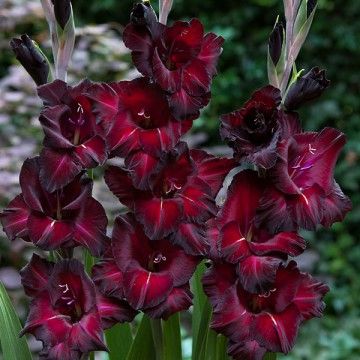 gladioli-black-velvet-1388490426.jpg
