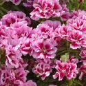 godetia-rembrandt-1325885252-loopthumbjpg