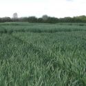 grazing-rye-loopthumbjpg
