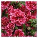 hollyhock-fiesta-time-1325885618-loopthumbjpg