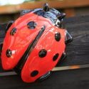 large-ladybird-loopthumbjpg