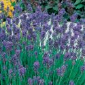 lavender-munstead-dwarf-1325886317-loopthumbjpg