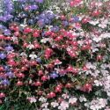 lobelia-trailing-rainbow-cascade-mixed-1325887794-loopthumbjpg