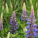lupin-loopthumbjpg