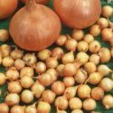 onion-sets-sturon-loopthumbjpg
