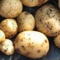 organic-seed-potato-lady-balfour-1330440265-loopthumbjpg