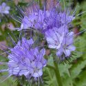phacelia-loopthumbjpg