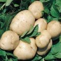 potato-british-queen-25kg-loopthumbjpg