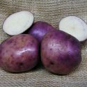 potato-edzell-blue-1325520821-loopthumbjpg