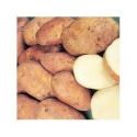 potato-golden-wonder-25kg-loopthumbjpg