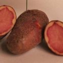 potato-highland-red-loopthumbjpg