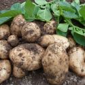 potato-homeguard-25kg-1325518077-loopthumbjpg