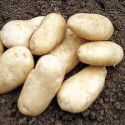 potato-international-kidney-2kg-loopthumbjpg