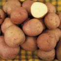potato-kerrs-pink-25kg-loopthumbjpg