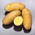 potato-mayan-gold-1325621449-loopthumbjpg