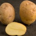 potato-record-organic-1325521898-loopthumbjpg