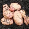 potato-sarpo-mira-25kg-loopthumbjpg