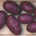 seed-potato-blue-danube-1326822407-loopthumbjpg
