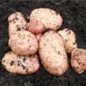 seed-potato-sarpo-mira-1326822913-loopthumbjpg
