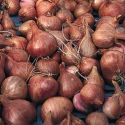 shallot-pikant-1325526927-loopthumbjpg