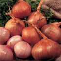 shallot-red-sun-1325527262-loopthumbjpg