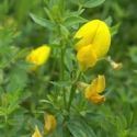 trefoil-loopthumbjpg