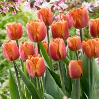 tulip-brown-sugar-thumbjpg