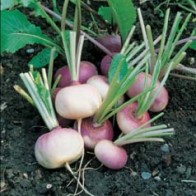 turnip-milan-purple-organic-thumbjpg